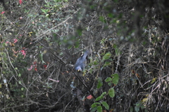 Patagioenas fasciata