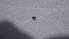 Phoroncidia americana