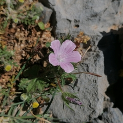 Malva cretica