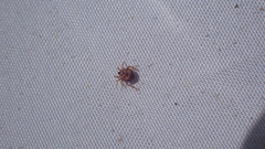 Phoroncidia americana