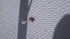 Phoroncidia americana