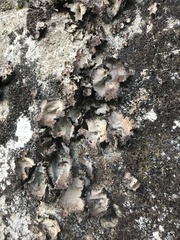 Umbilicaria spodochroa