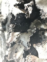 Umbilicaria spodochroa