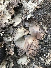 Umbilicaria spodochroa