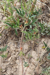 Indigofera holubii image