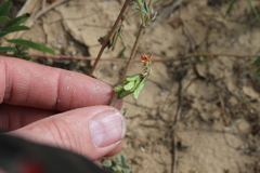 Indigofera holubii image