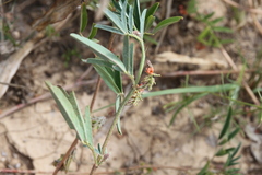 Indigofera holubii image