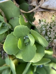 Hylotelephium spectabile