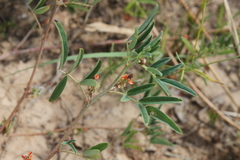 Indigofera holubii image