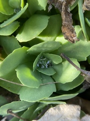 Hylotelephium spectabile