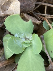 Hylotelephium spectabile