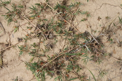 Indigofera holubii image