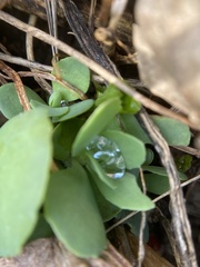 Hylotelephium spectabile