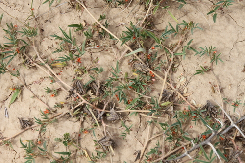 Indigofera holubii image