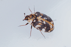 Anthrenus picturatus