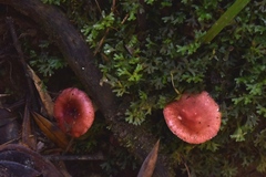 Russula