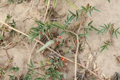 Indigofera holubii image