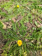Hyoseris radiata