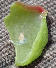 Aploneura lentisci