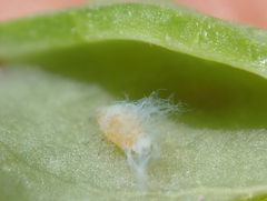 Aploneura lentisci