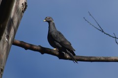 Patagioenas fasciata