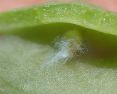 Aploneura lentisci
