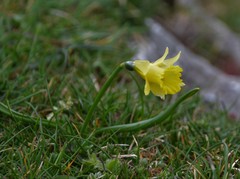 Narcissus minor
