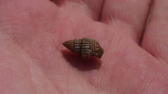 Ilyanassa trivittata