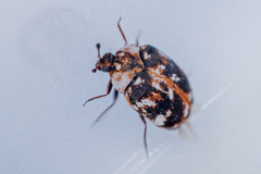 Anthrenus picturatus