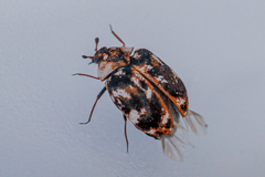 Anthrenus picturatus