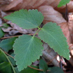 Zizia trifoliata