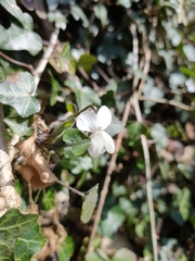 Viola alba alba