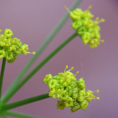 Zizia trifoliata