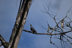Patagioenas fasciata