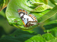Ariconias glaphyra
