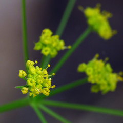 Zizia trifoliata