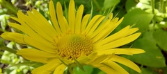 Doronicum pardalianches