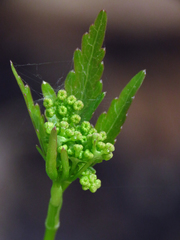 Zizia trifoliata