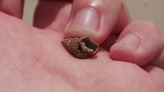 Ilyanassa trivittata