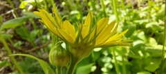 Doronicum pardalianches