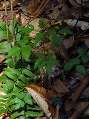 Zizia trifoliata