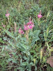 Onobrychis viciifolia