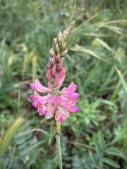 Onobrychis viciifolia