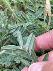 Onobrychis viciifolia
