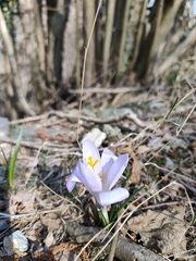 Crocus neglectus