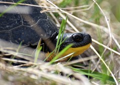 Emydoidea blandingii