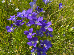 Gentianopsis thermalis