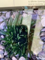 Hyacinthus orientalis