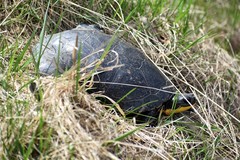 Emydoidea blandingii