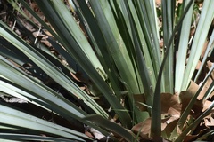 Hesperoyucca